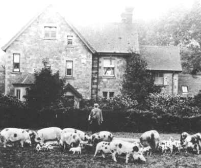 Gloucestershire Old Spots of America