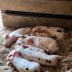 GOS piglets available. 4 gilts born 3/29/24. Located in Blackville, South Carolina.