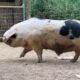 Adult GOS registered boar for sale - Northern Kentucky