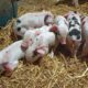 Piglets available
