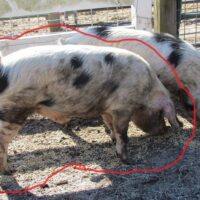 Thumbnail for the listing's main image