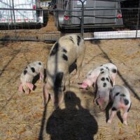 Thumbnail for the listing's main image