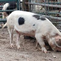 Thumbnail for the listing's main image