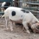 3 year old registered proven sow available.
