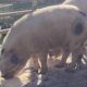 Unproven Gilt for Sale
