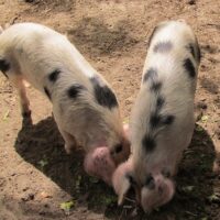 Thumbnail for the listing's main image